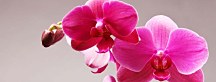 Panoráma obraz Orchidea zs3146
